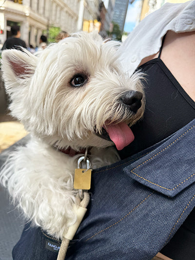 🐶 Why Your Dog Wants to Be With You (And How a Carrier Makes It Easier)