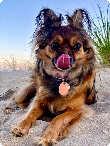 What To Bring On An Outing Day With Your Pup