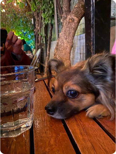 The Mental Health Benefits of Bringing Your Dog Everywhere